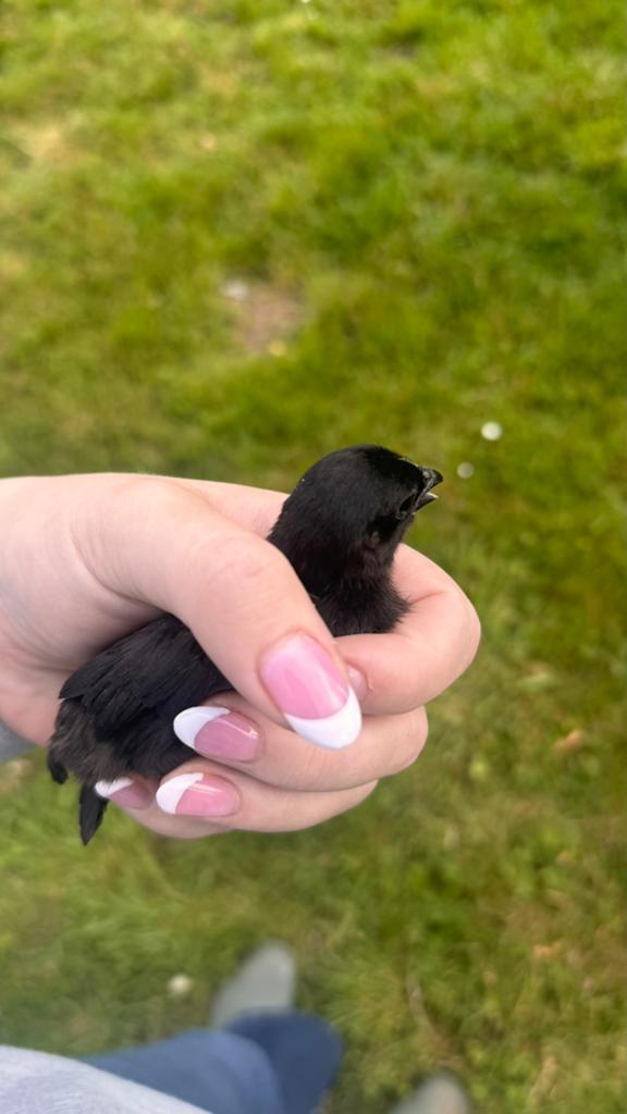 Ayam cemani kuikens, Dieren en Toebehoren, Pluimvee, Meerdere dieren, Kip