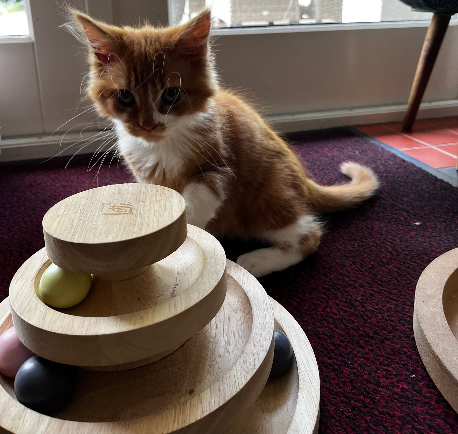 Maincoon poes kitten rood/wit, Dieren en Toebehoren, Katten en Kittens | Raskatten | Langhaar, Poes, Ontwormd