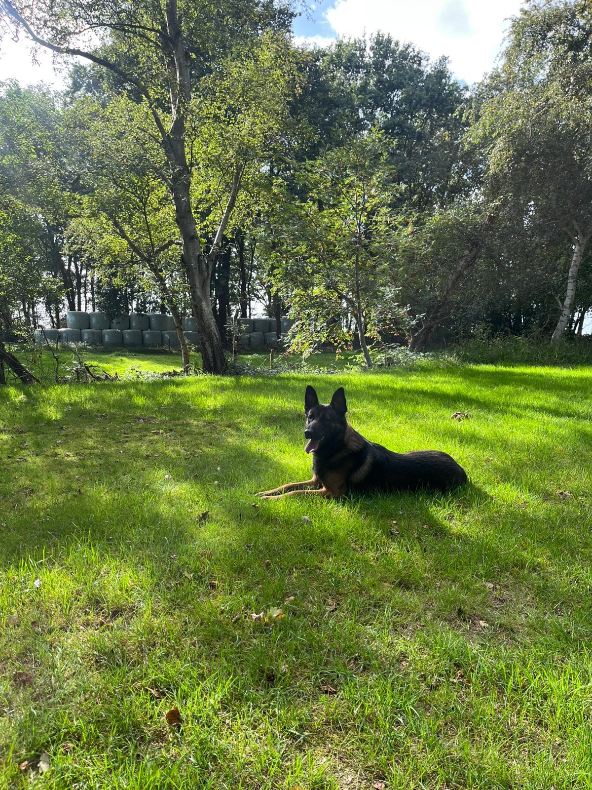 Mechelse herder reu bijna 2 jaar, Reu, 1 tot 2 jaar, Eén hond, Herder