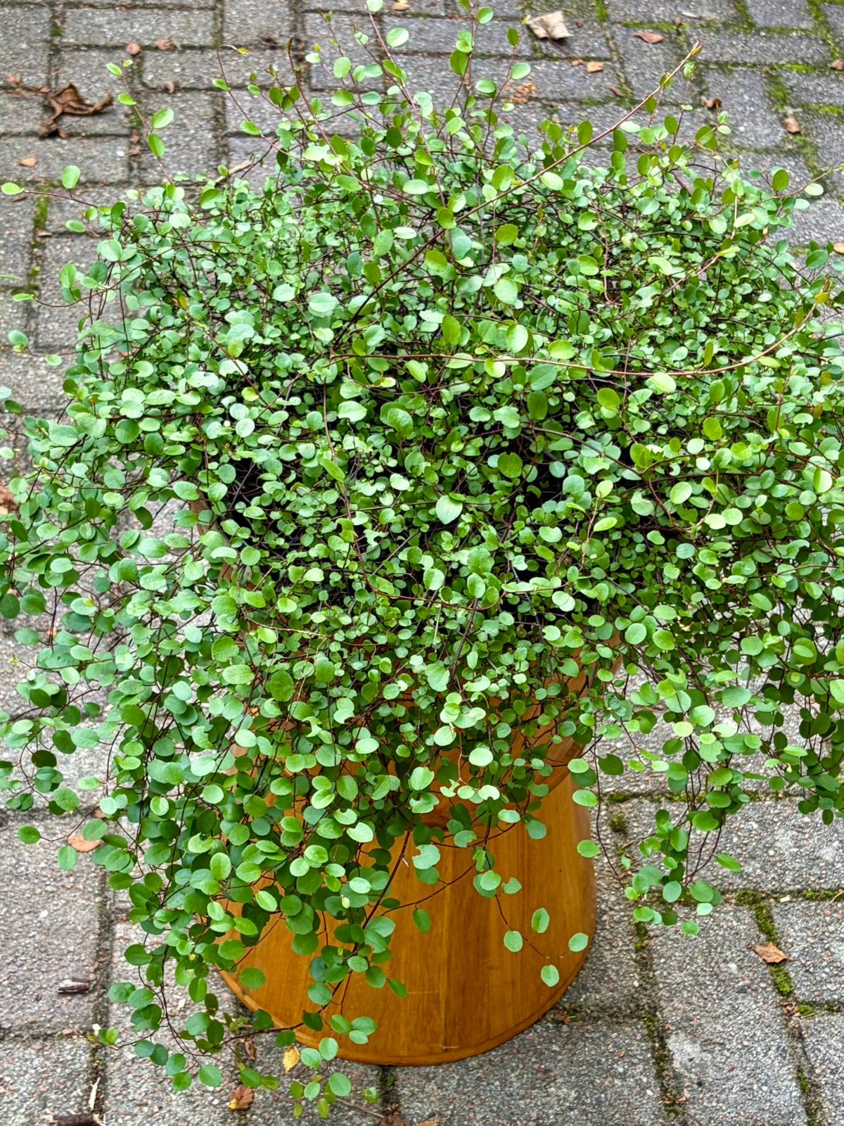 Grote Muelenbeckia, Ophalen, Bodembedekkers, Vaste plant, Bloeit niet