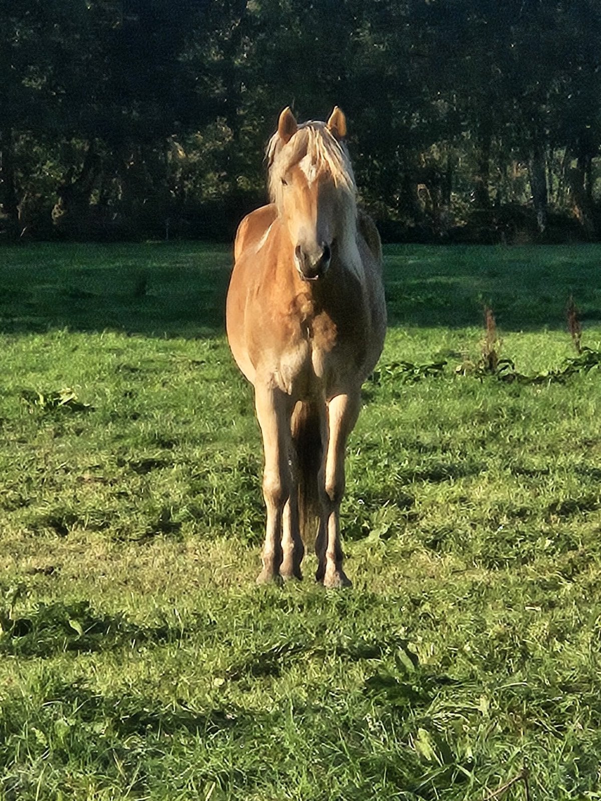 Prachtige Haflinger, Ruin, Ontwormd, 3 tot 6 jaar