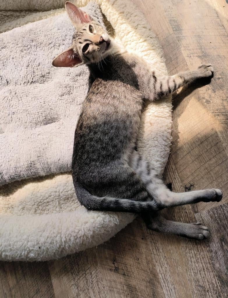Kittens, Ooster korthaar kittens, oriental kittens, pete..., Dieren en Toebehoren, Katten en Kittens | Raskatten | Korthaar, Meerdere dieren