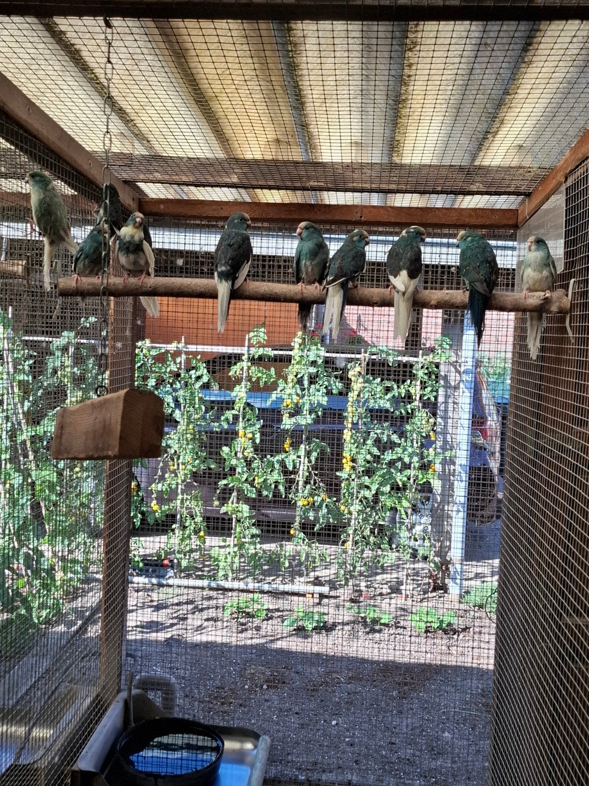 kakarikie, Meerdere dieren, Parkiet, Geringd