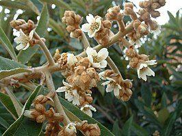 FRUIT Eriobotrya japonica Japanse mispel eetbaar voedseltuin, Tuin en Terras, Vaste plant, Verzenden, Halfschaduw, Fruitplanten