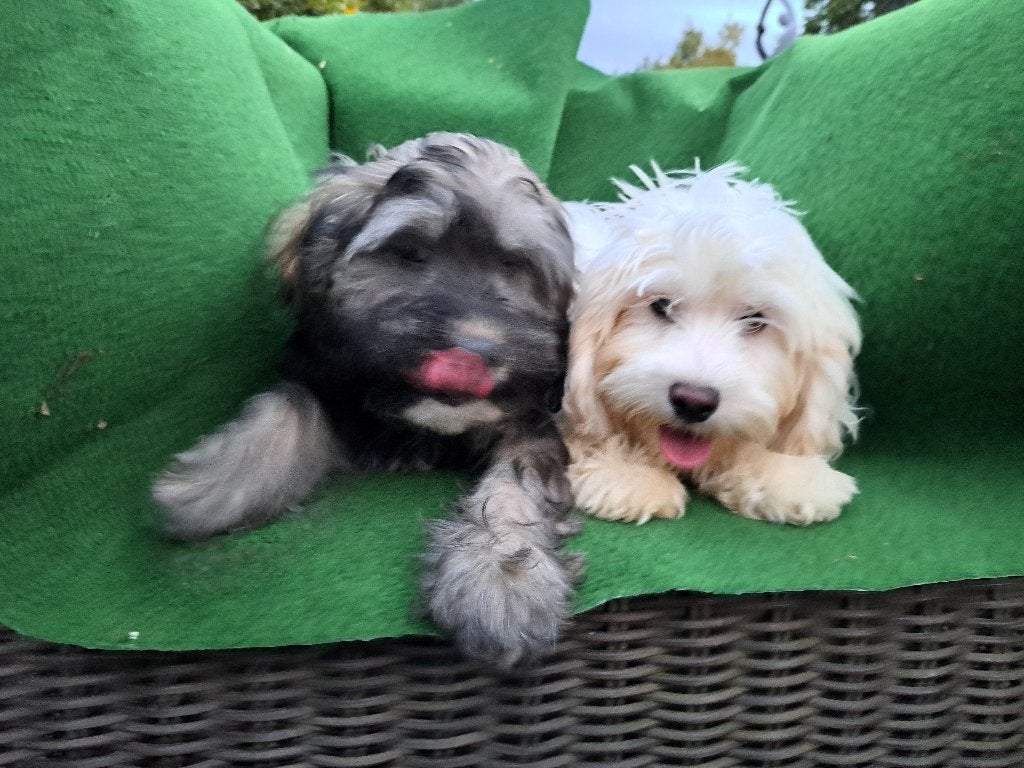 NOG 2  Maltipoo pups, Dieren en Toebehoren, Maltezer, Nederland, 15 weken tot 1 jaar, CDV (hondenziekte)