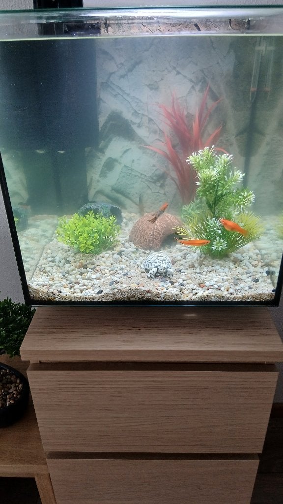 Aquarium, Vis