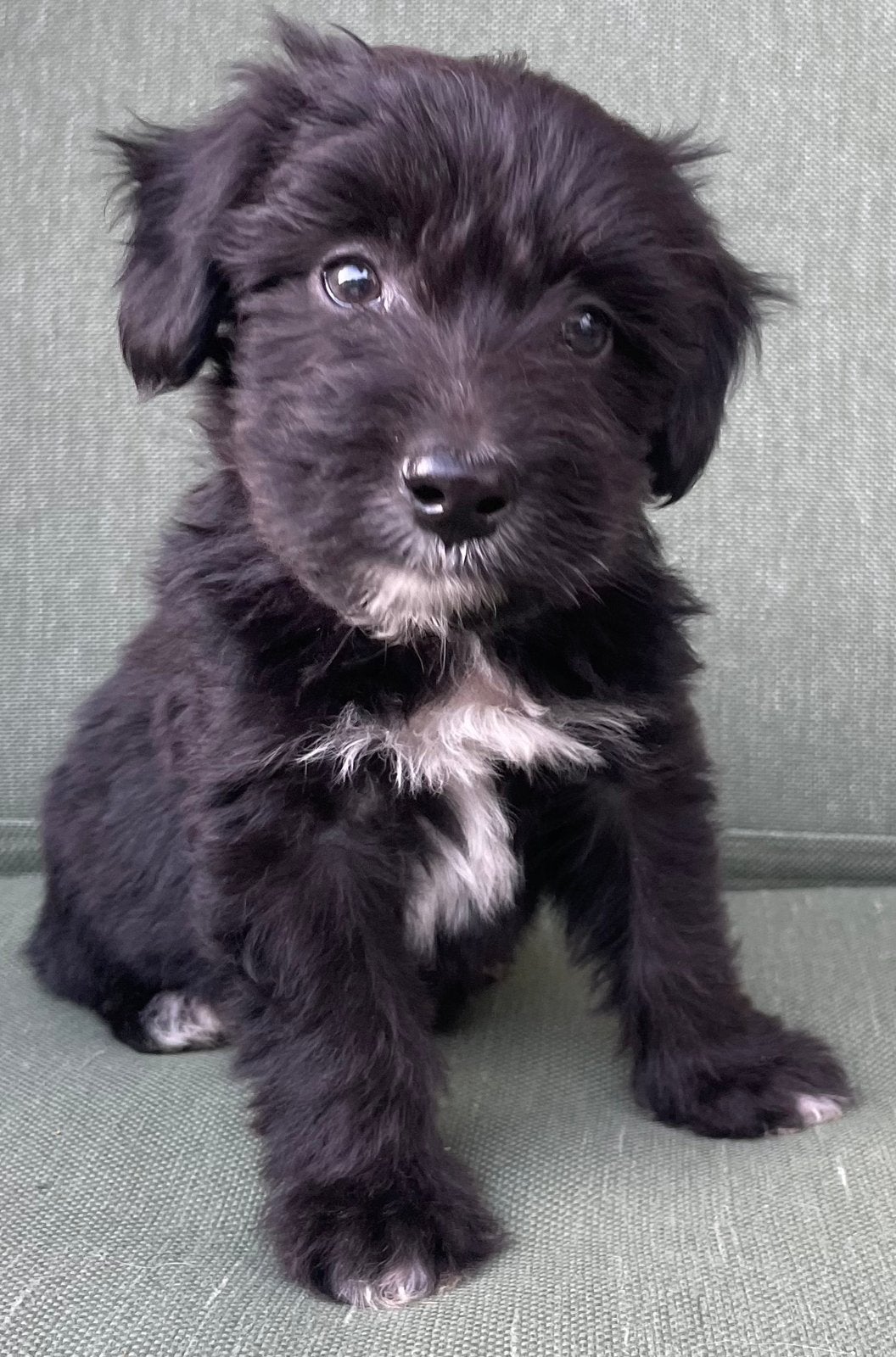 Aussiedoodle pups, Dieren en Toebehoren, Honden | Niet-rashonden, Parvo, 8 tot 15 weken, Meerdere, Meerdere dieren