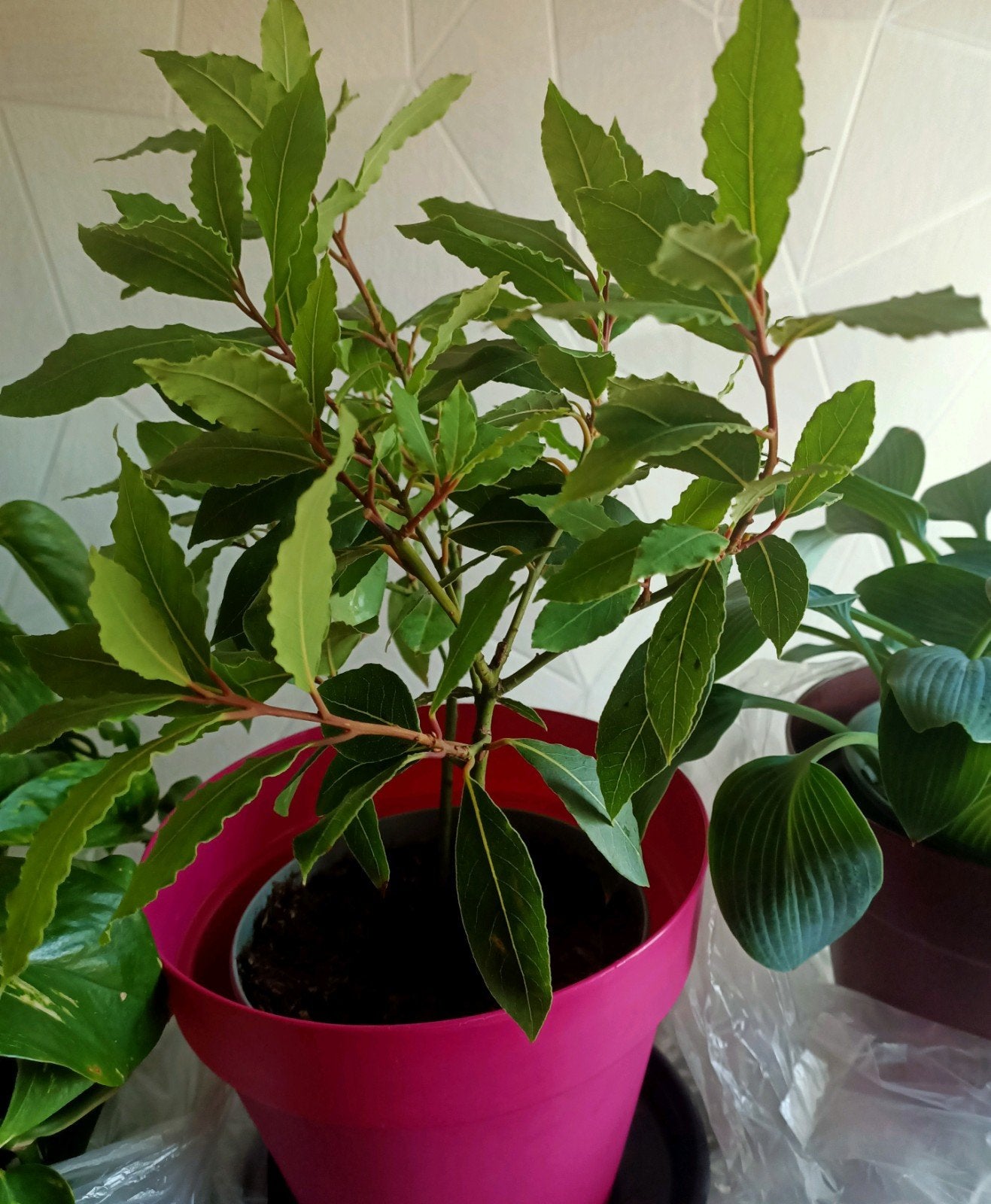 Laurier plant, Ophalen, Overige soorten, Halfschaduw
