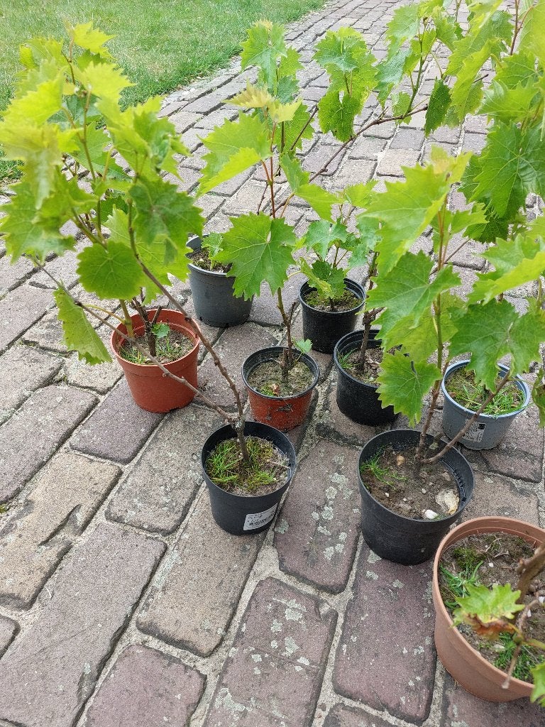 Druivenplant Muscat Blue biologisch goed beworteld, Tuin en Terras, Planten | Tuinplanten, Volle zon, Vaste plant, Ophalen of Verzenden