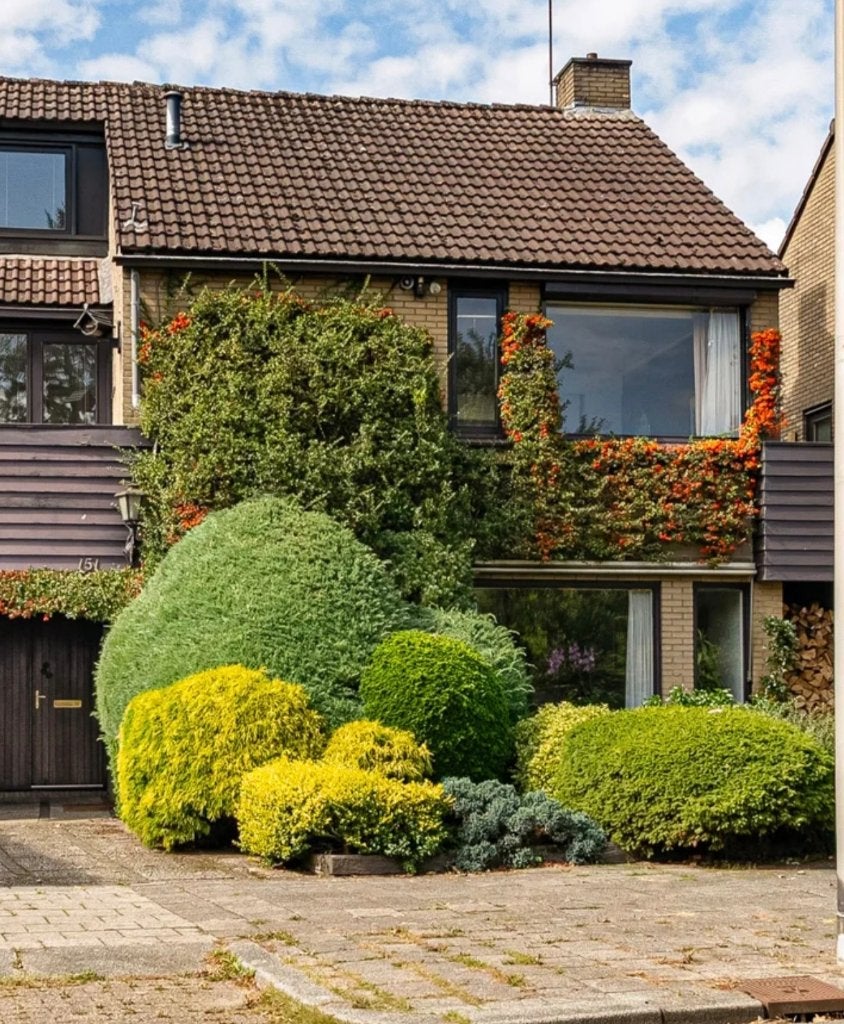 Gratis!!, Tuin en Terras, Planten | Struiken en Hagen, Ophalen, Overige soorten, 100 tot 250 cm