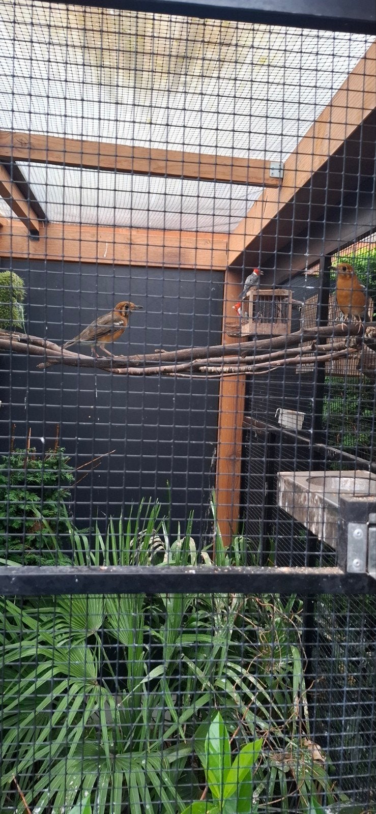 Damalijster koppel te koop, Dieren en Toebehoren, Meerdere dieren