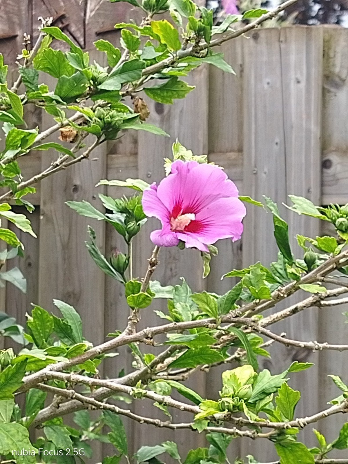 Jonge Hibiscus struikjes - paarse bloemen, Ophalen