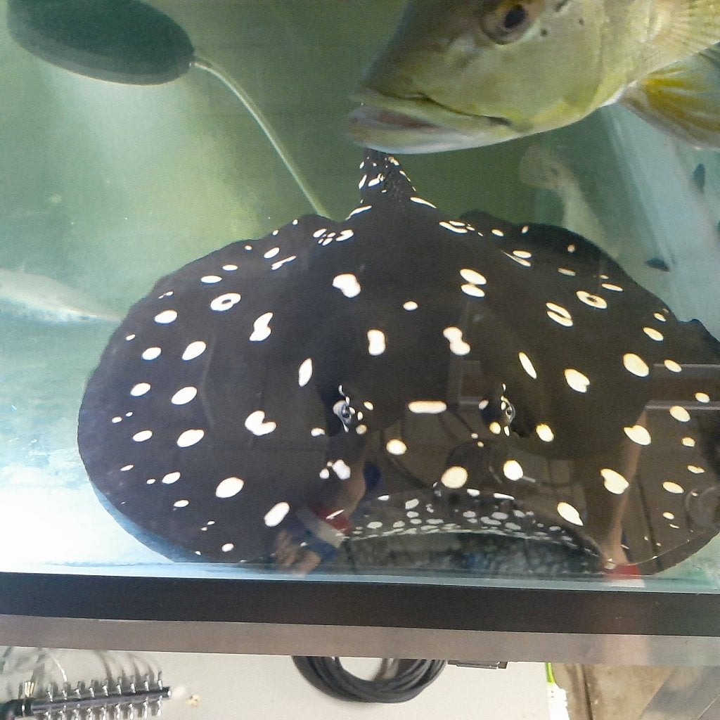 Black diamond potamotrygon pijlstaartrog man te koop, Dieren en Toebehoren, Vissen | Aquariumvissen, Vis, Zoetwatervis