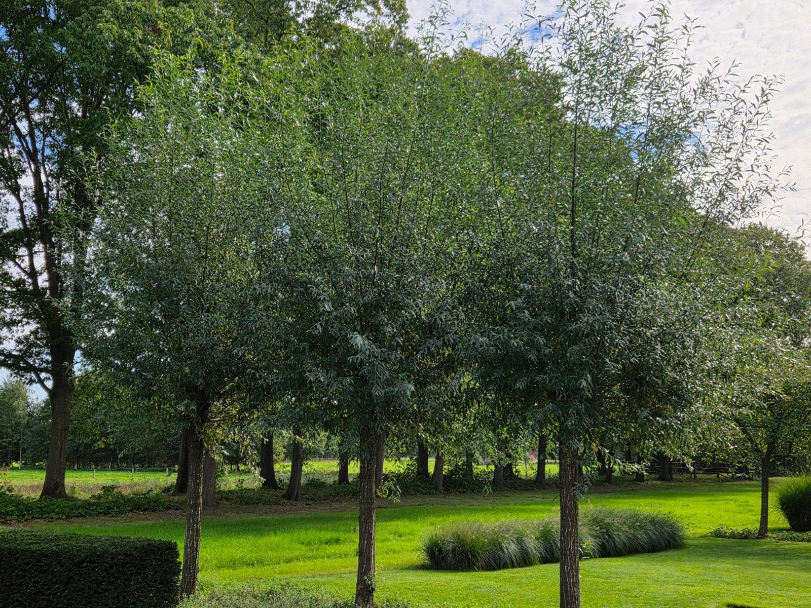 Wilgentakken / wilgentenen, Overige soorten, Lente, 100 tot 250 cm, Ophalen