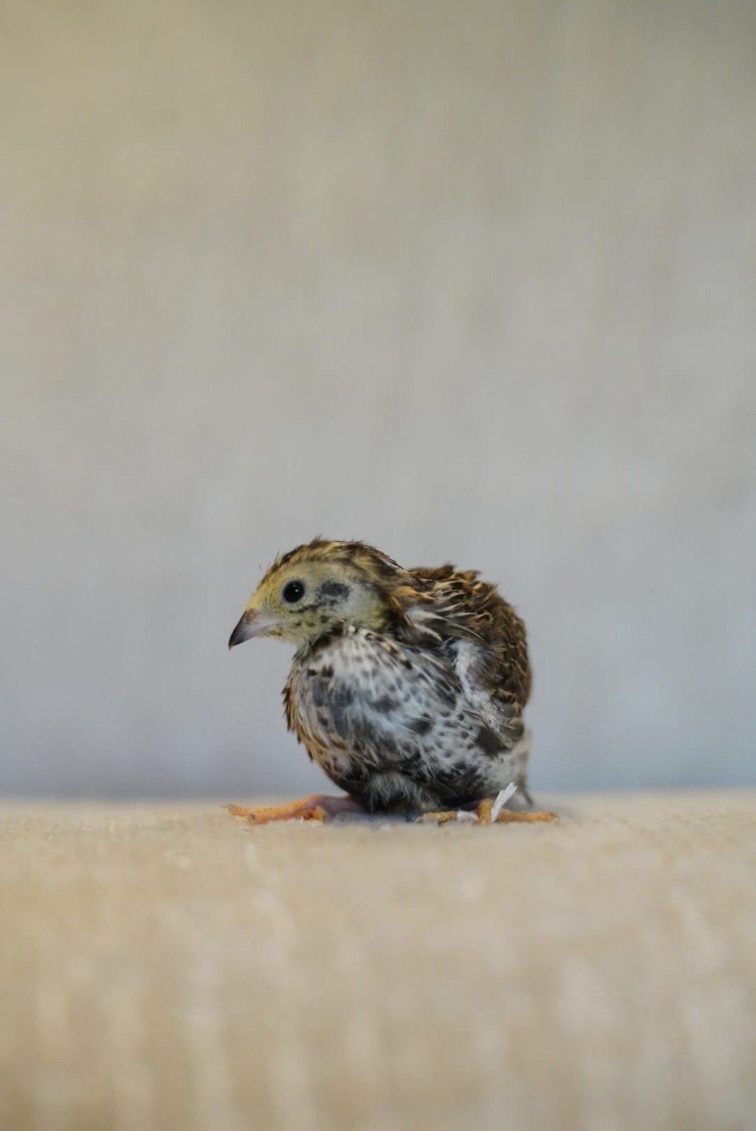 Chinese dwerg kwartels, Meerdere dieren, Overige soorten