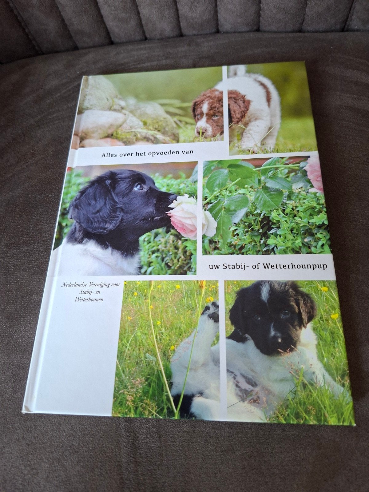 Alles over het opvoeden van uw Stabij- of Wetterhounpup, Ophalen of Verzenden, Zo goed als nieuw, Honden, Nederlandse Vereniging voor Stabij- en Wetterhounen