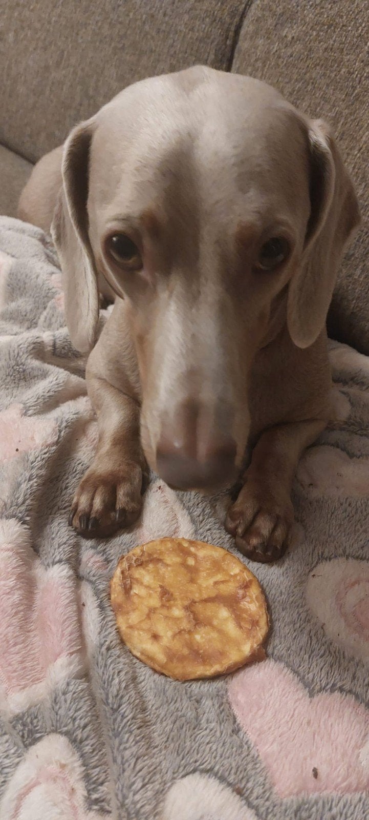 de liefste Bailey zoekt een liefdevol huisje, Dieren en Toebehoren, Standaard, Reu, Korthaar, Eén hond