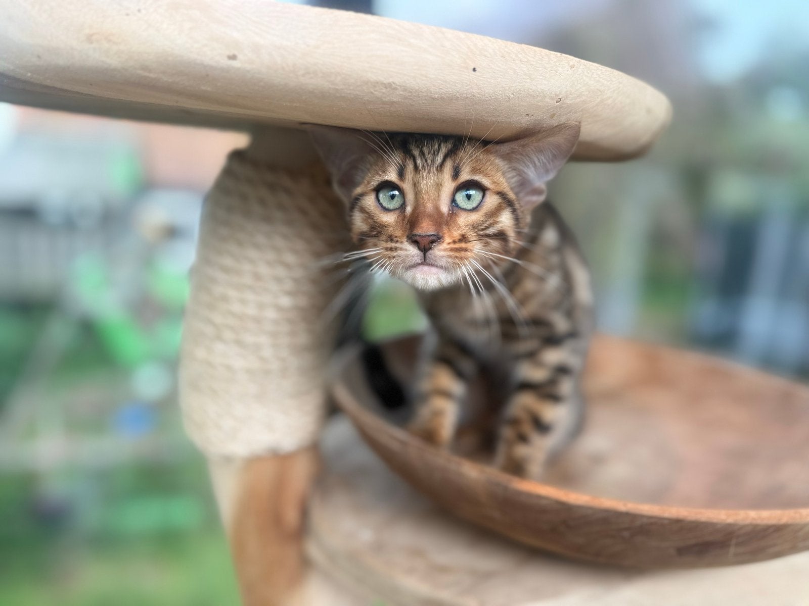 Bengaal kitten kater met stamboom ouders getest, Kater, Met stamboom, 0 tot 2 jaar