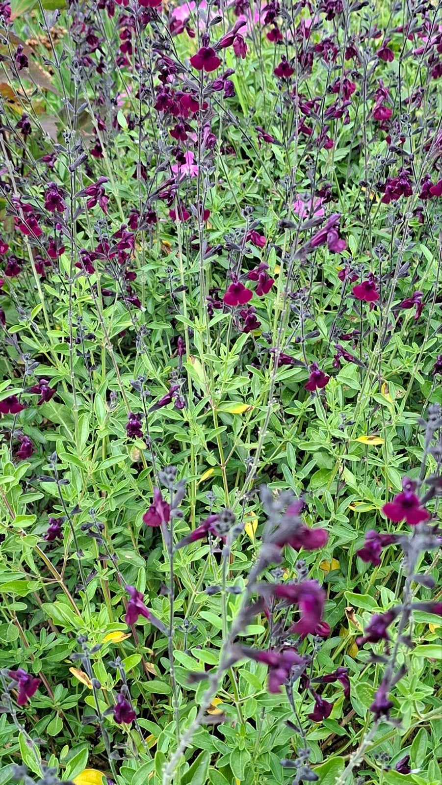 Salvia Jamensis, paars.  "nachtvlinder" In pot., Ophalen, Overige soorten, Volle zon
