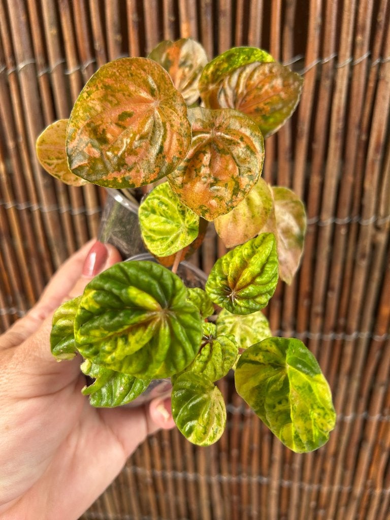 Peperomia, In pot, Minder dan 100 cm, Bloeiende kamerplant, Halfschaduw
