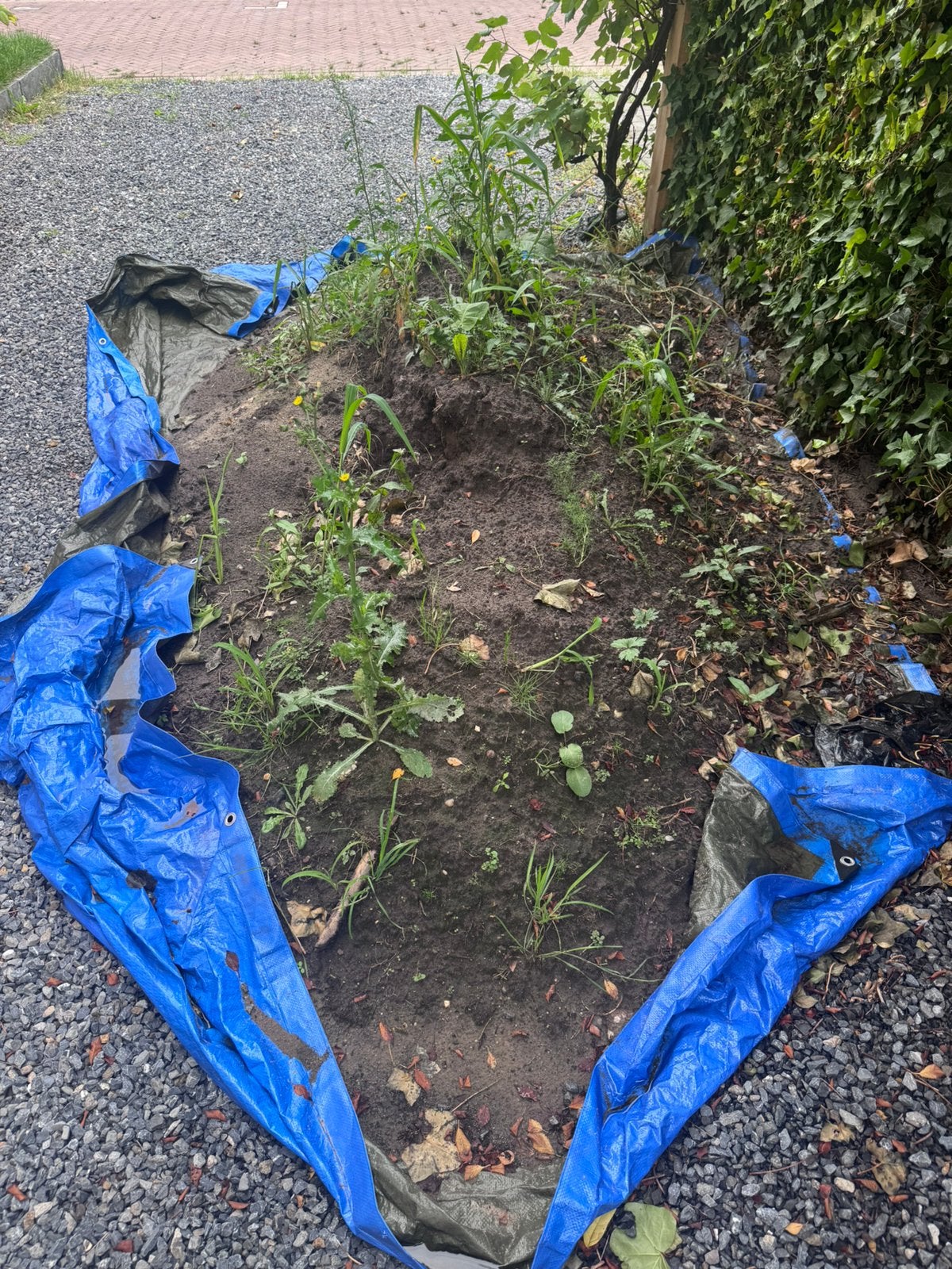 Gratis ophalen: ruim 1 m3 zwart zand, Tuin en Terras, Ophalen, Zo goed als nieuw, Overige typen