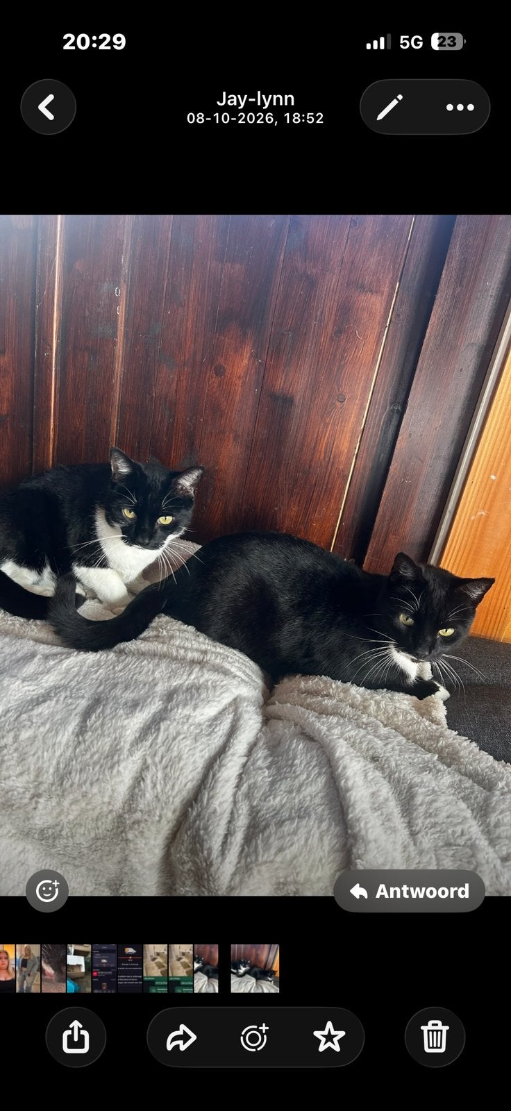 2 lieve katers sok en bubbel zoeken een nieuw huisje !, Kater