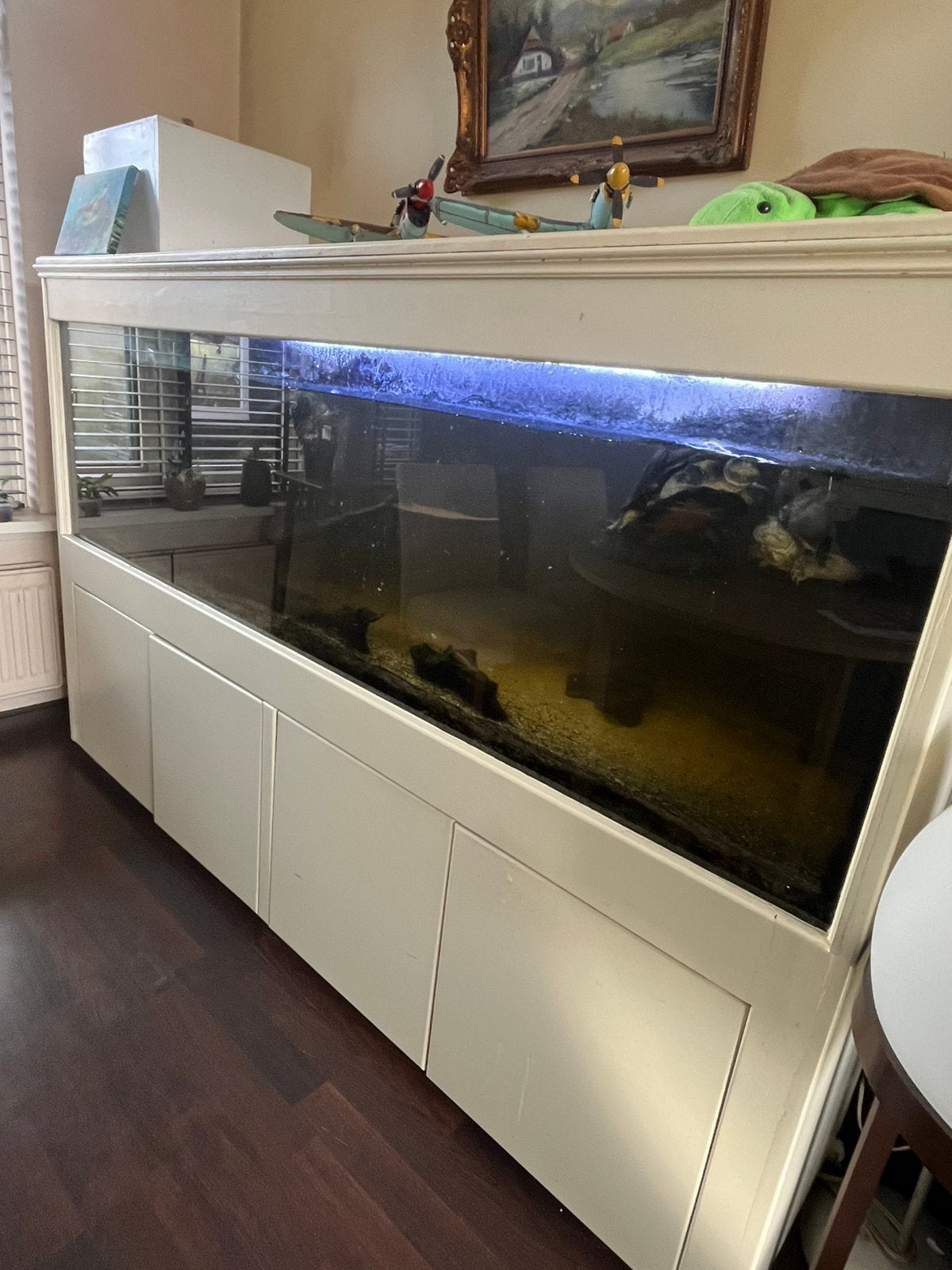 Pelusios Castaneus, Dieren en Toebehoren, Schildpad, 11 jaar of ouder