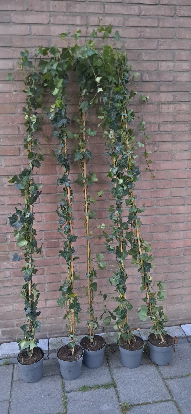 Hedera Hibernica klimop 180-200cm - 29 stuks, Ophalen, Vaste plant, Bloeit niet, Halfschaduw