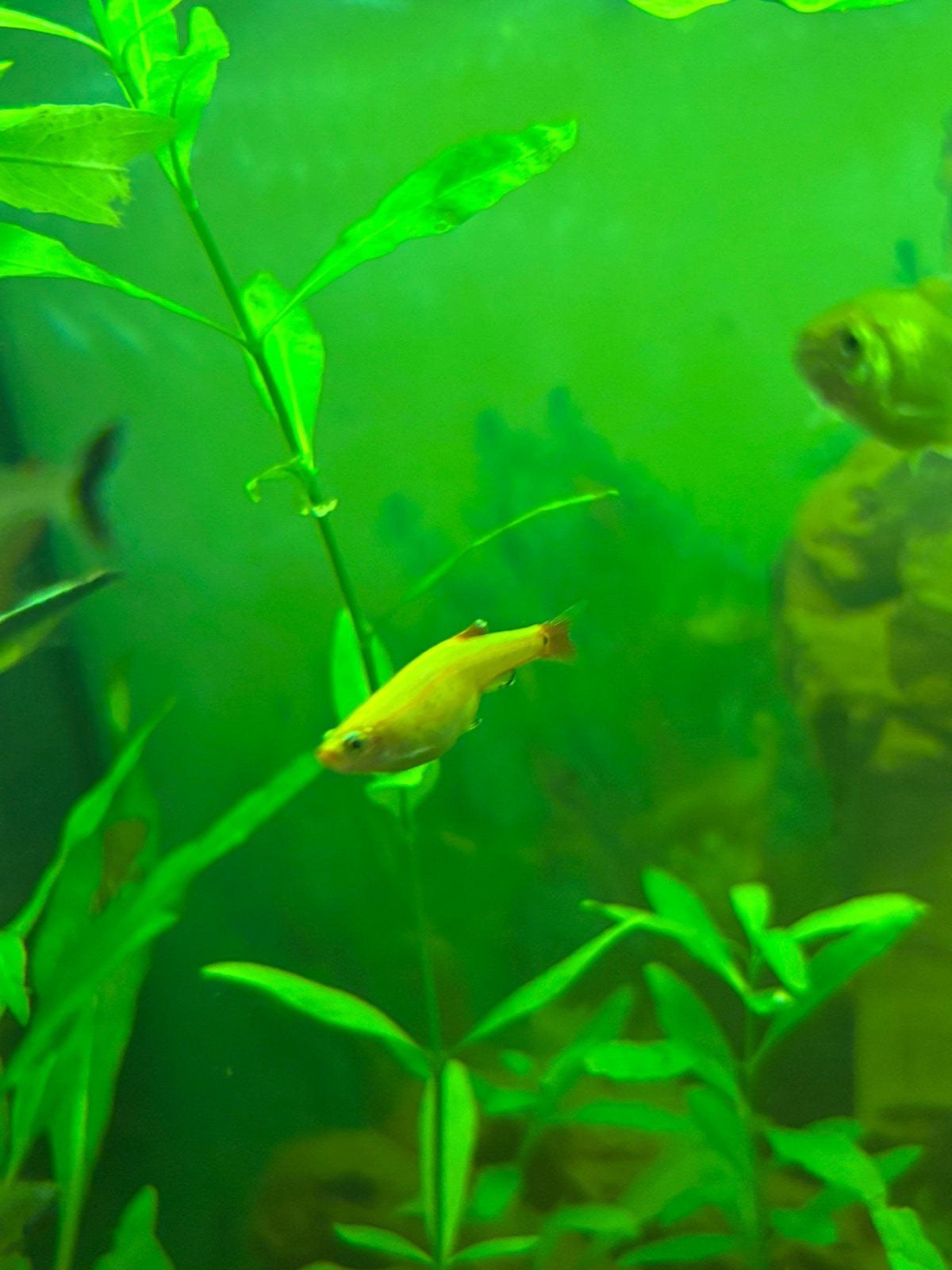 Chinese danio, Vis