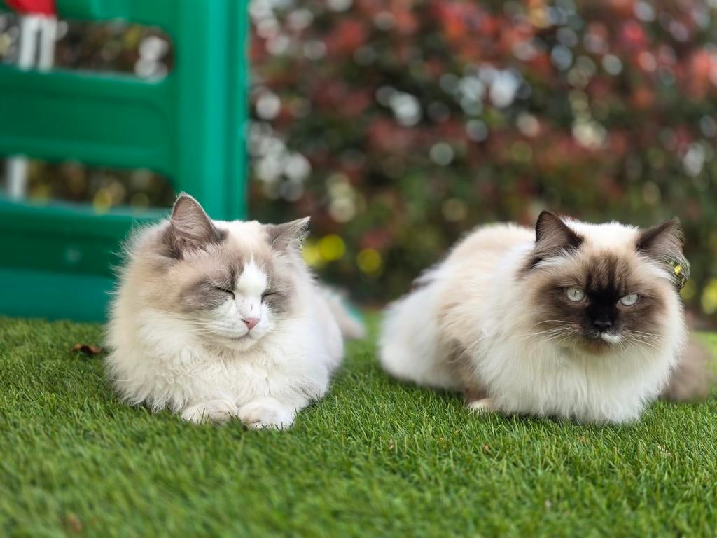 2 ragdoll katjes 🐈🐈, Dieren en Toebehoren, Kater, Met stamboom, 0 tot 2 jaar