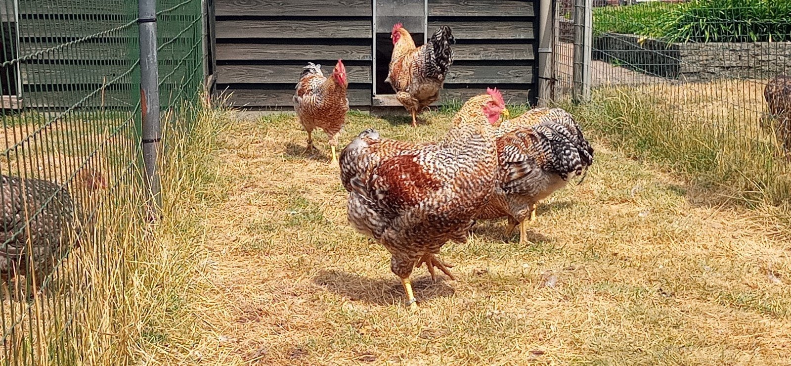 Bielefelder hanen te koop, Dieren en Toebehoren, Pluimvee, Kip, Mannelijk