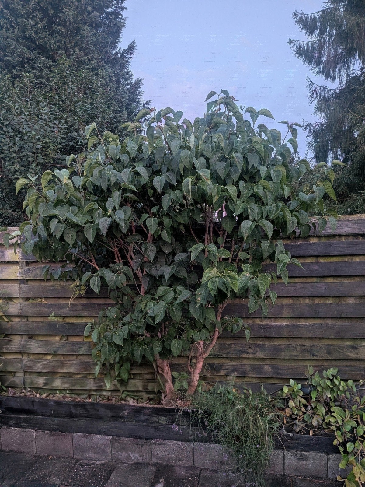 Volwassen vlinderstruik - White Profusion, Tuin en Terras, Planten | Bomen, Overige soorten, 100 tot 250 cm, Zomer, Ophalen