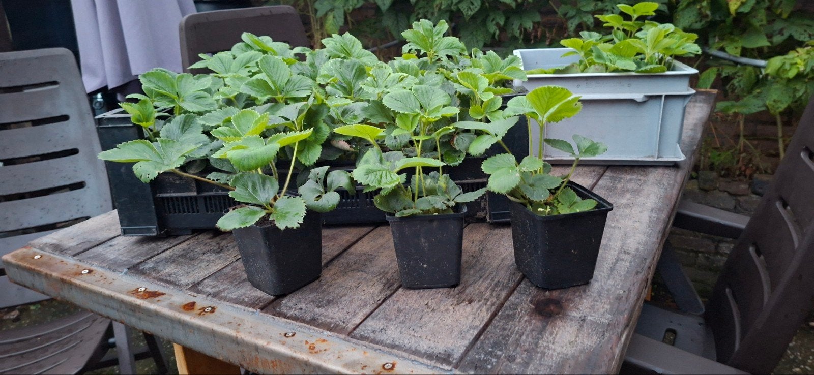 Aardbeien- plantjes, Ophalen, Volle zon, Vaste plant, Fruitplanten