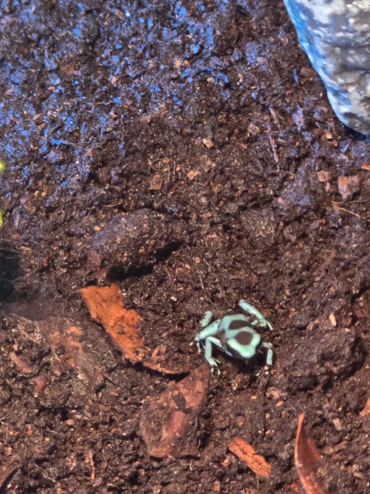 dendrobates