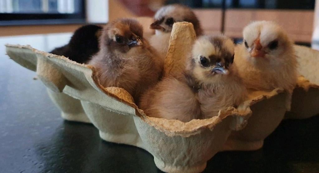 Chabo kriel kippen eieren te koop, Dieren en Toebehoren, Pluimvee