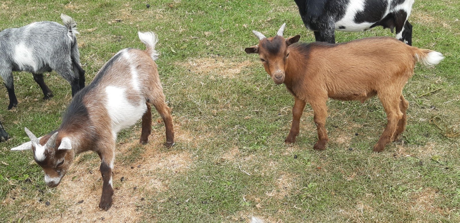 Twee jonge geitenbokjes., Dieren en Toebehoren, Schapen, Geiten en Varkens, Mannelijk, Geit, 0 tot 2 jaar