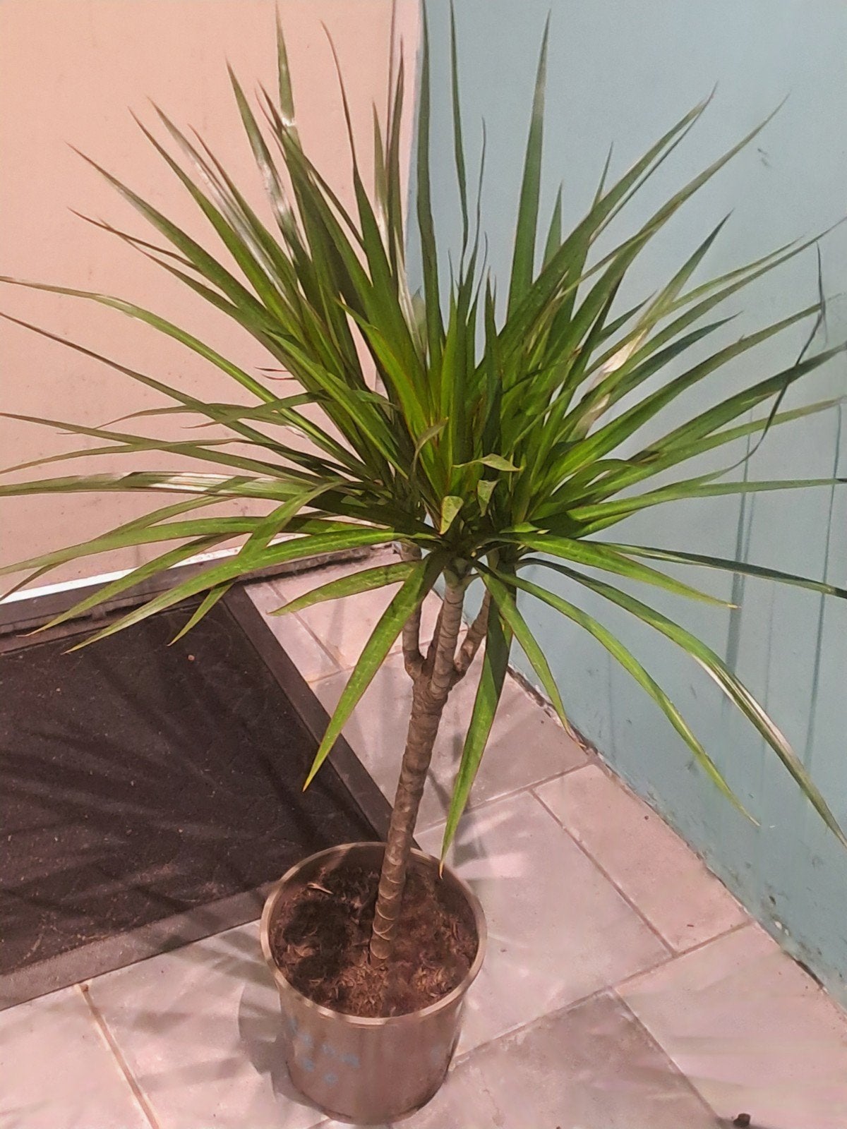 Dracena, Ophalen of Verzenden, Halfschaduw, Minder dan 100 cm