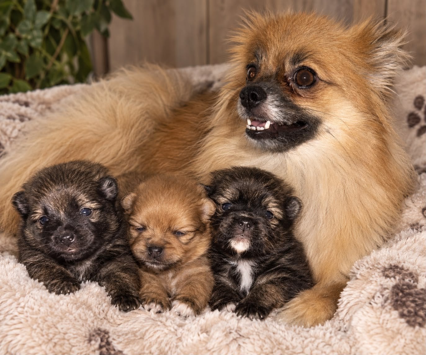 Pommeriaan pups, Dieren en Toebehoren, Keeshond, Meerdere, Meerdere dieren, Nederland