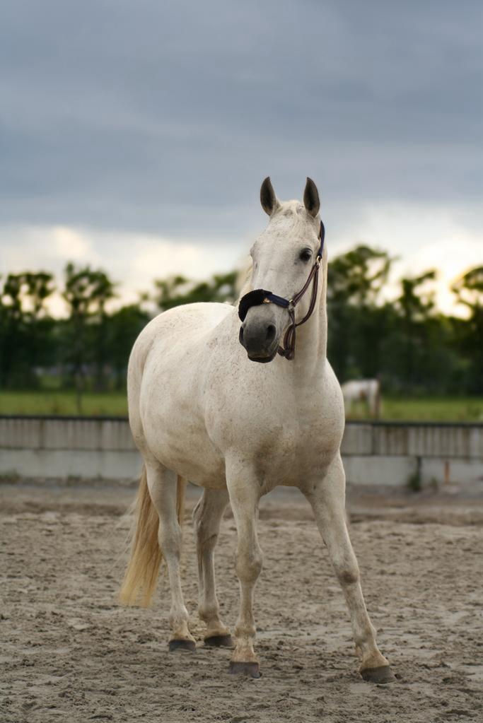 (niet te koop) PAARD GEZOCHT, Ophalen of Verzenden