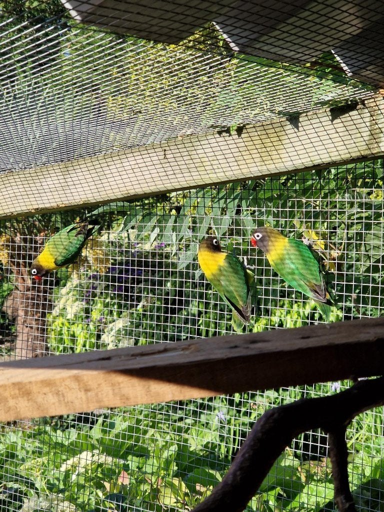 JONGE AGAPORNIS (OM TAM TE MAKEN), Dieren en Toebehoren, Geslacht onbekend, Dwergpapegaai of Agapornis, Pratend