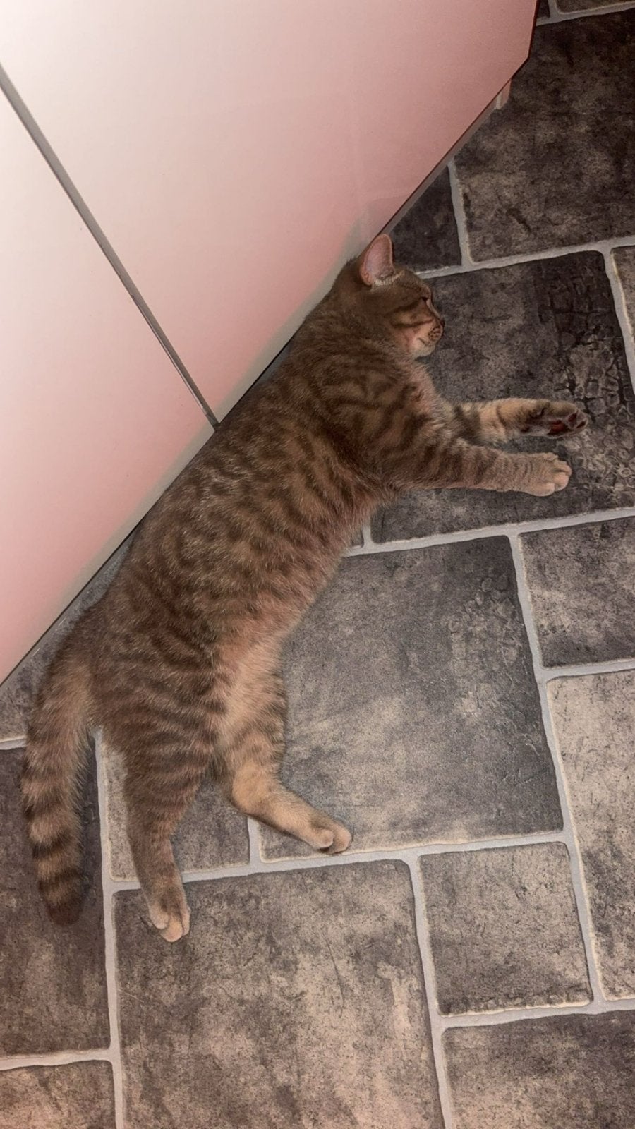 Dekkater aangeboden – Britse Korthaar, Dieren en Toebehoren, Katten en Kittens | Overige Katten, Kater