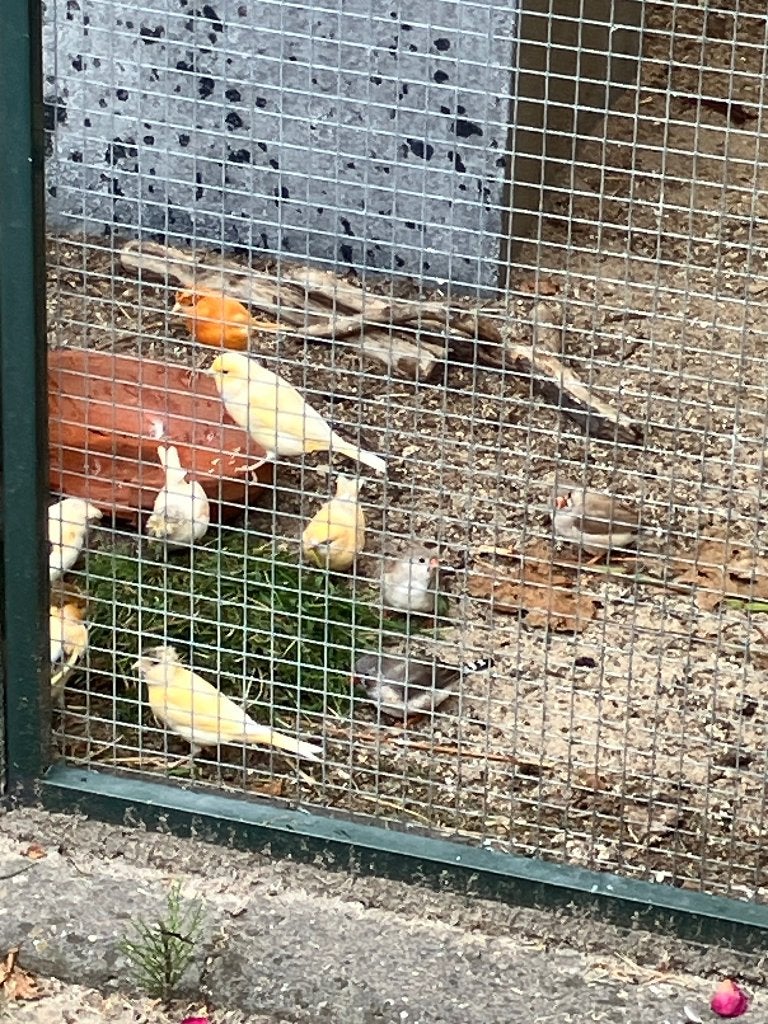 Vogels zeebravinken, Meerdere dieren, Papegaai
