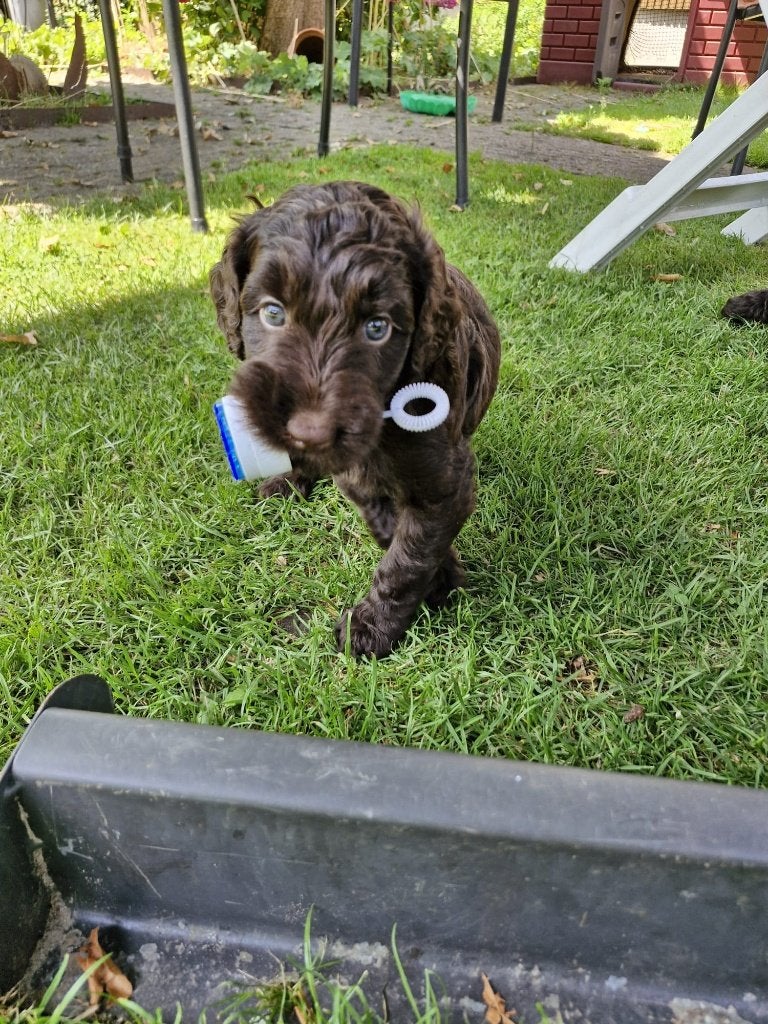 Labradoodle F4 Medium, Overige rassen, 8 tot 15 weken, Parvo, Meerdere