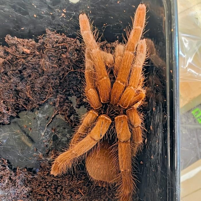 Hysterocrates gigas, Spin of Schorpioen