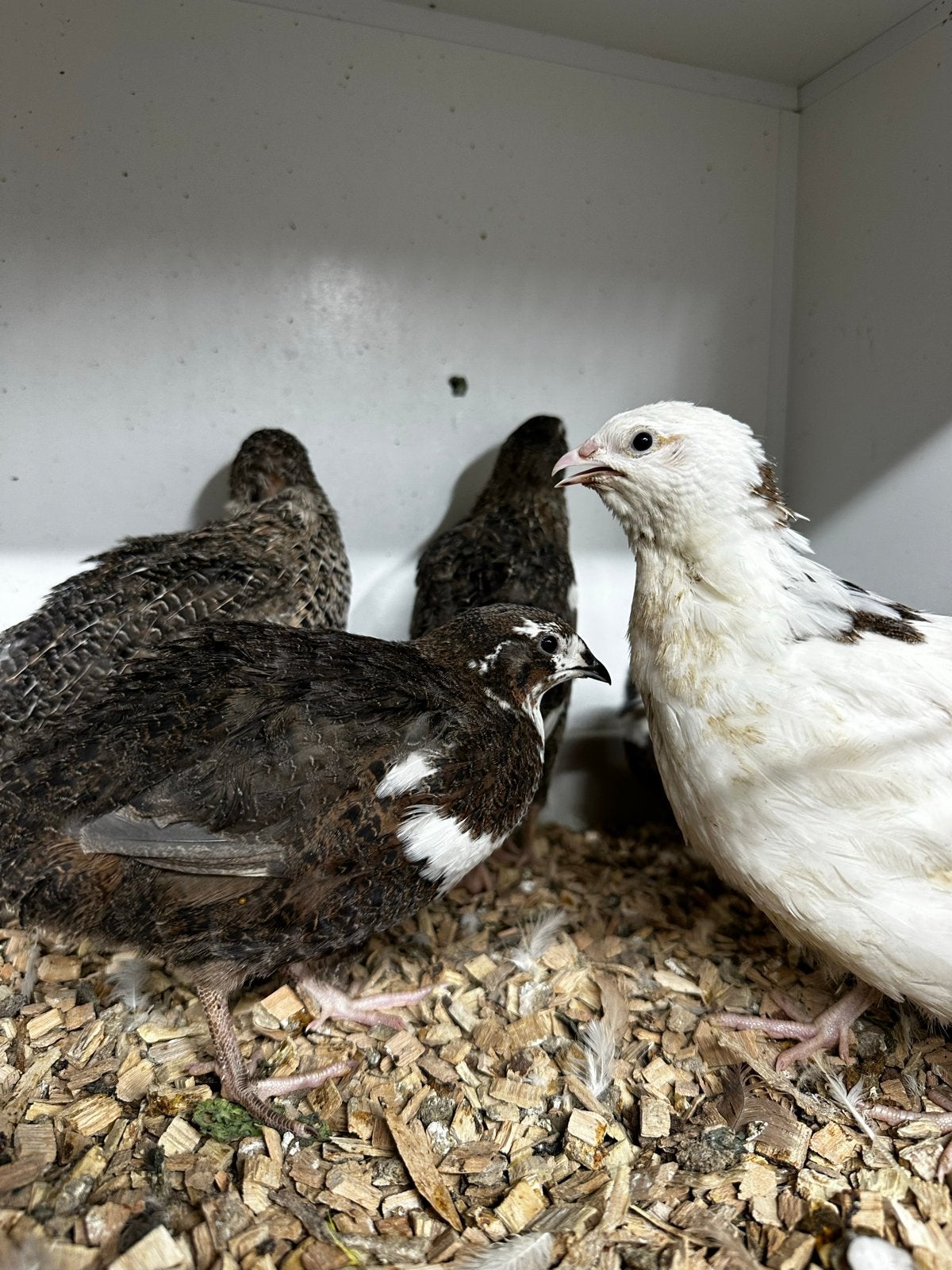 Kwartels, Dieren en Toebehoren, Meerdere dieren, Overige soorten