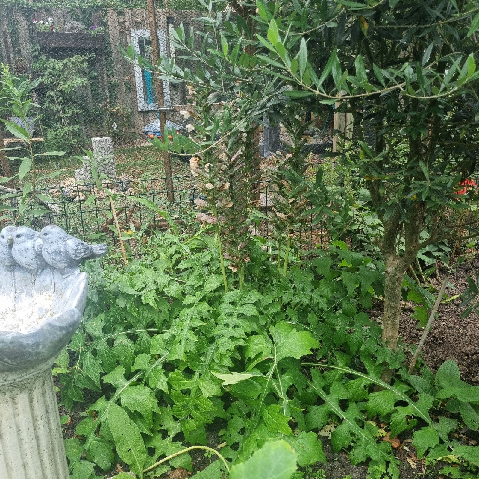 Gratis planten of stekjes, Dieren en Toebehoren, Pluimvee, Meerdere dieren, Eend