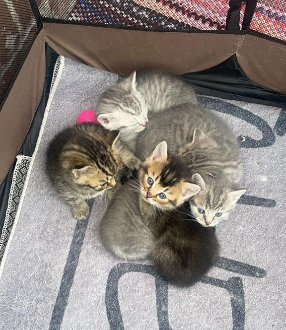 Britse Korthaar moederpoes en kittens beschikbaar, Dieren en Toebehoren, Katten en Kittens | Overige Katten, Poes