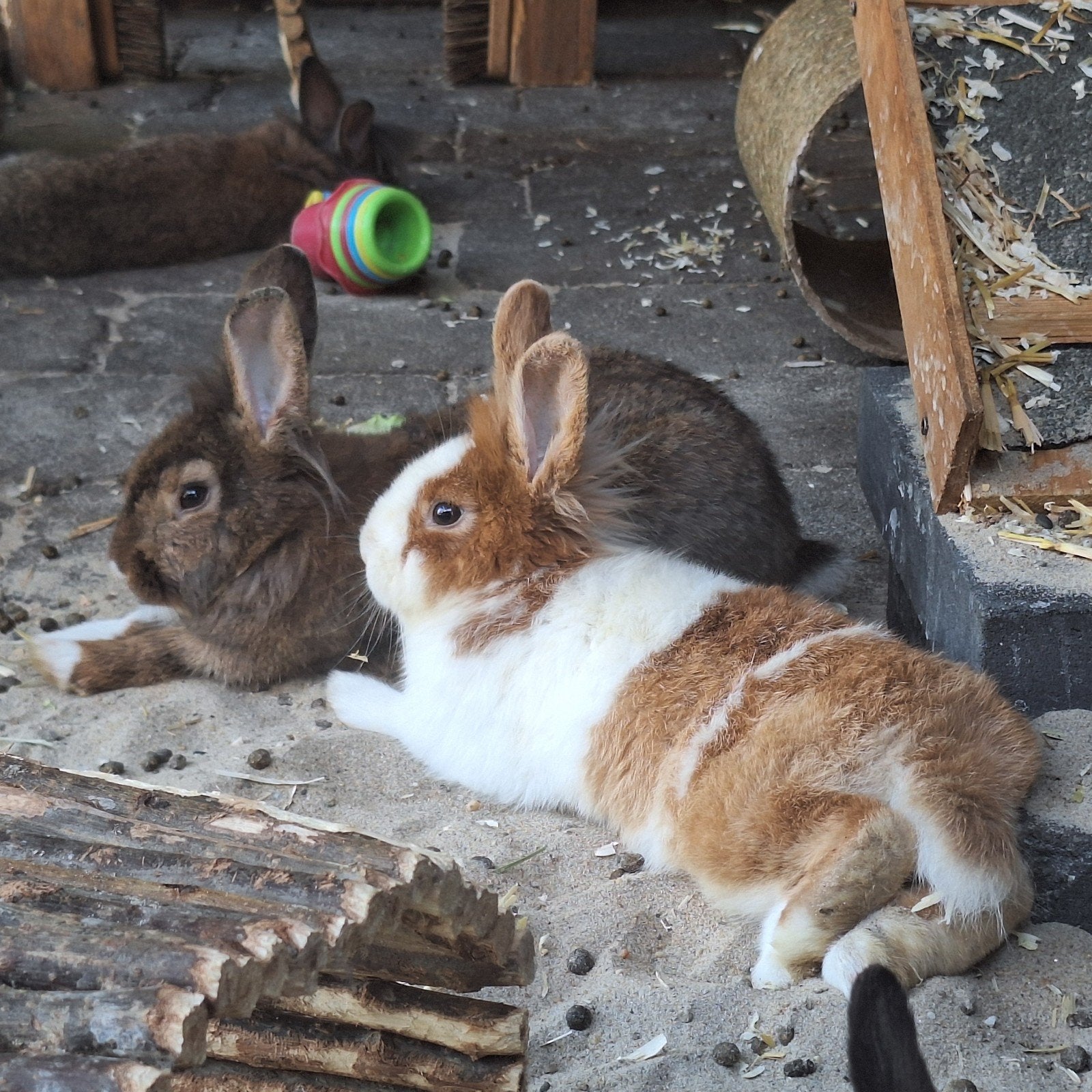 4 broertjes konijnen, Dieren en Toebehoren, Konijnen, Mannelijk, Dwerg