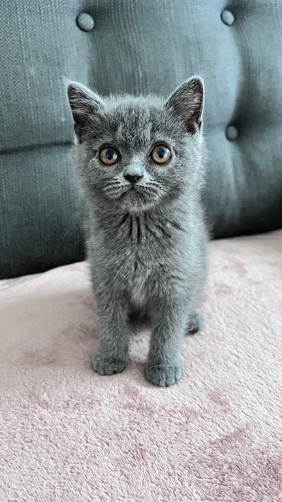 Котенок, Poes, Gechipt, 0 tot 2 jaar