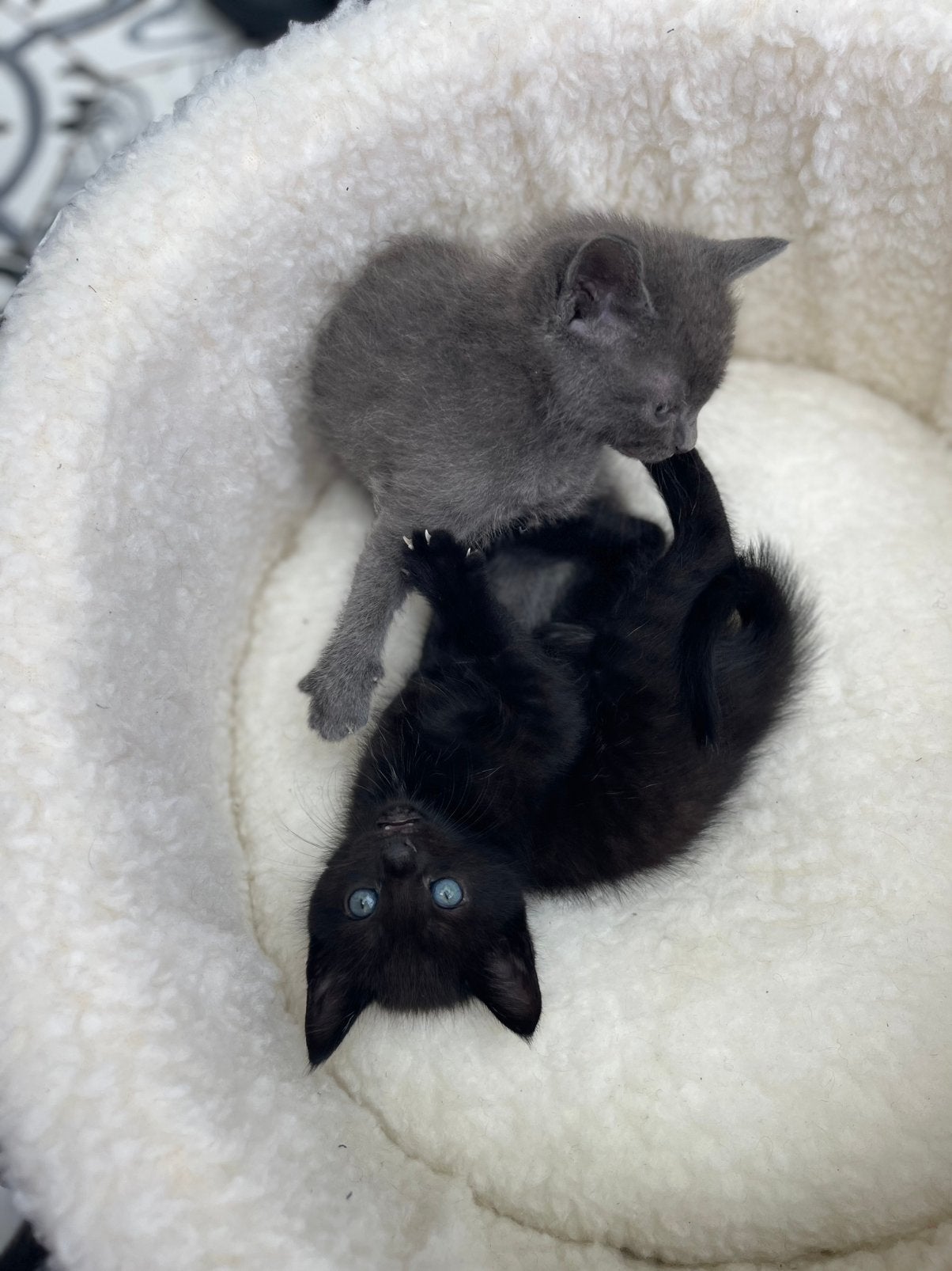 Siamees kitten, Meerdere dieren